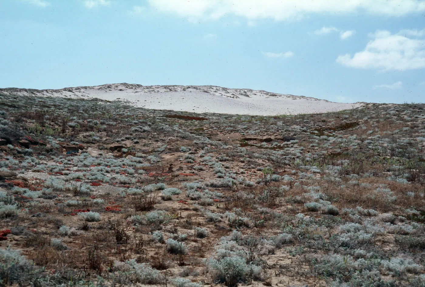 San Clemente Island--NW dunes