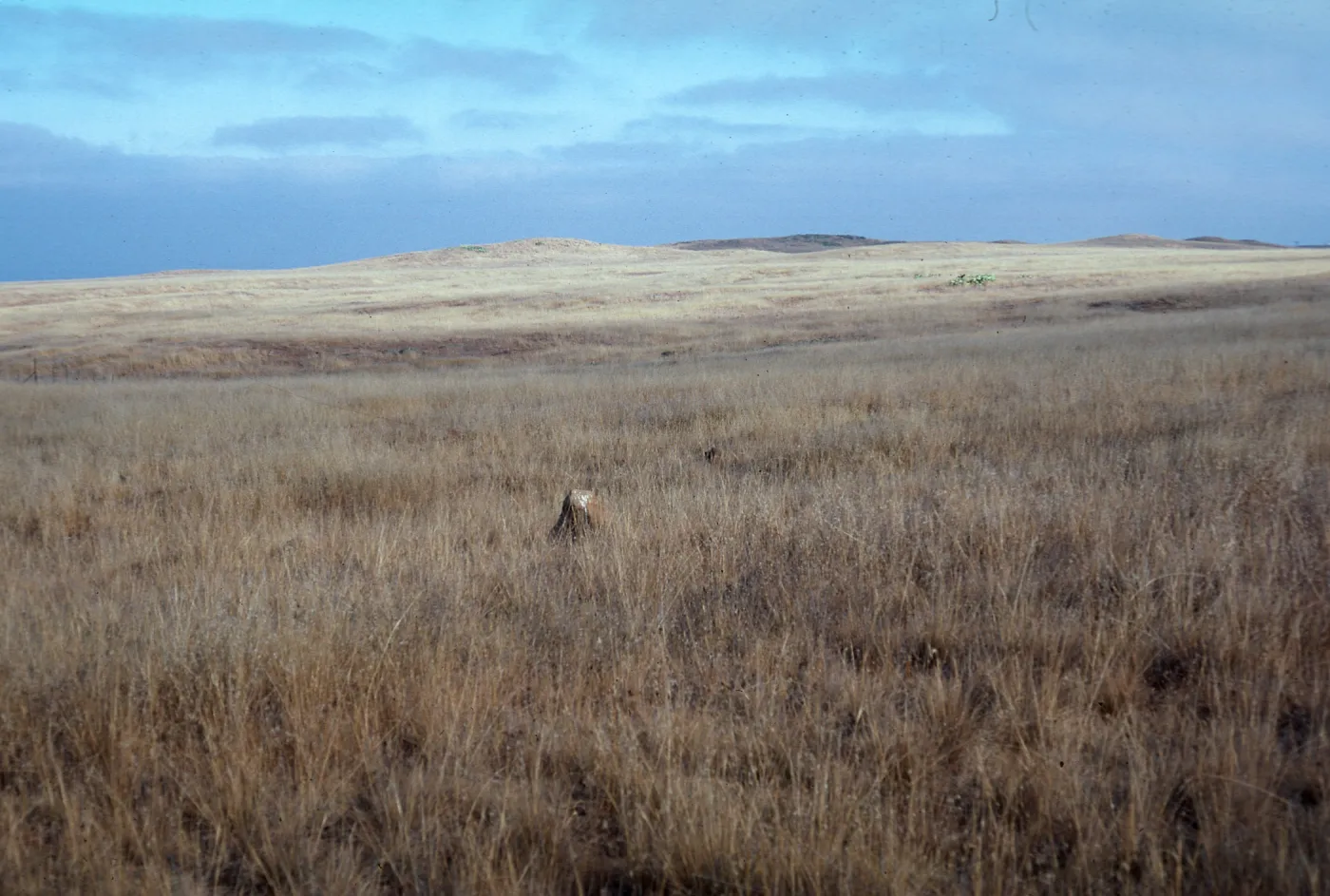 San Clemente Island--central terrace grasslands