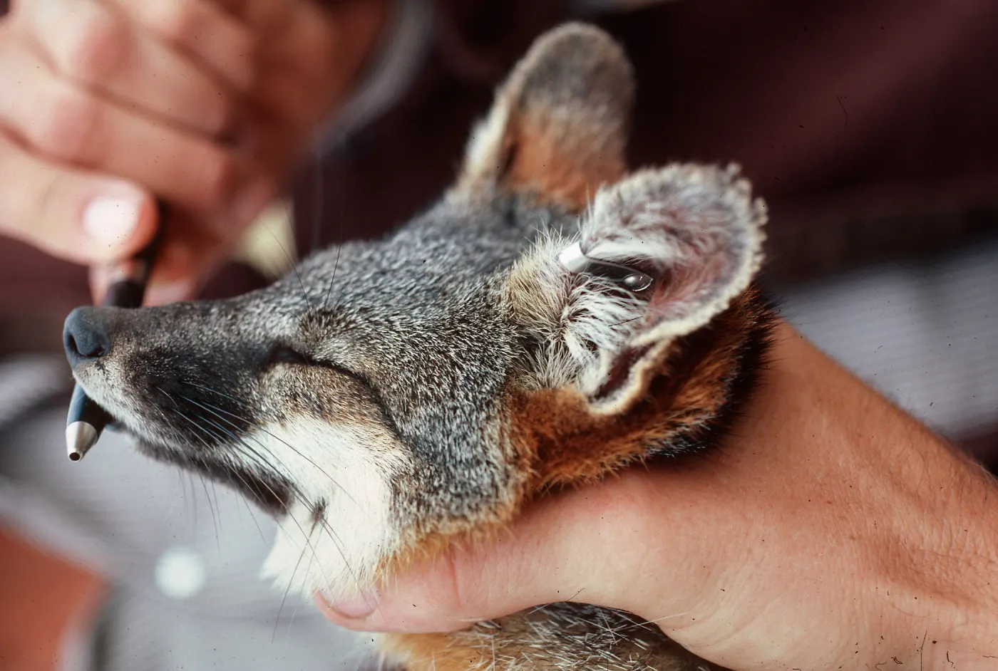 San Clemente Island, island fox