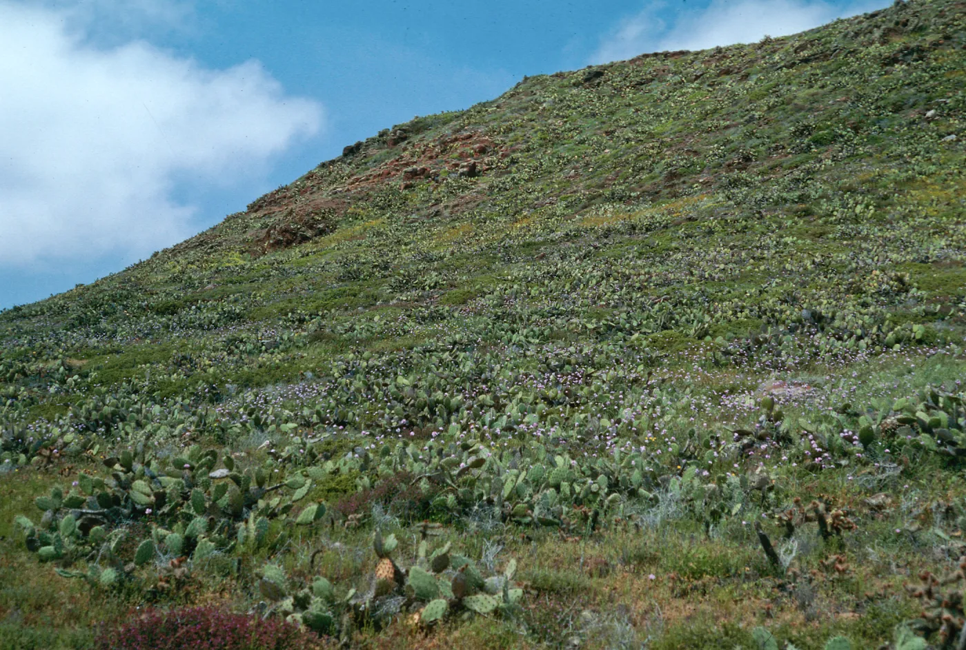 San Clemente Island--EEl Point Grade--maritime scrub
