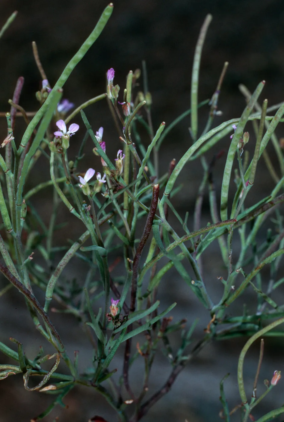 Sibara filifolia--Sibara Ridge--San Clemente Island