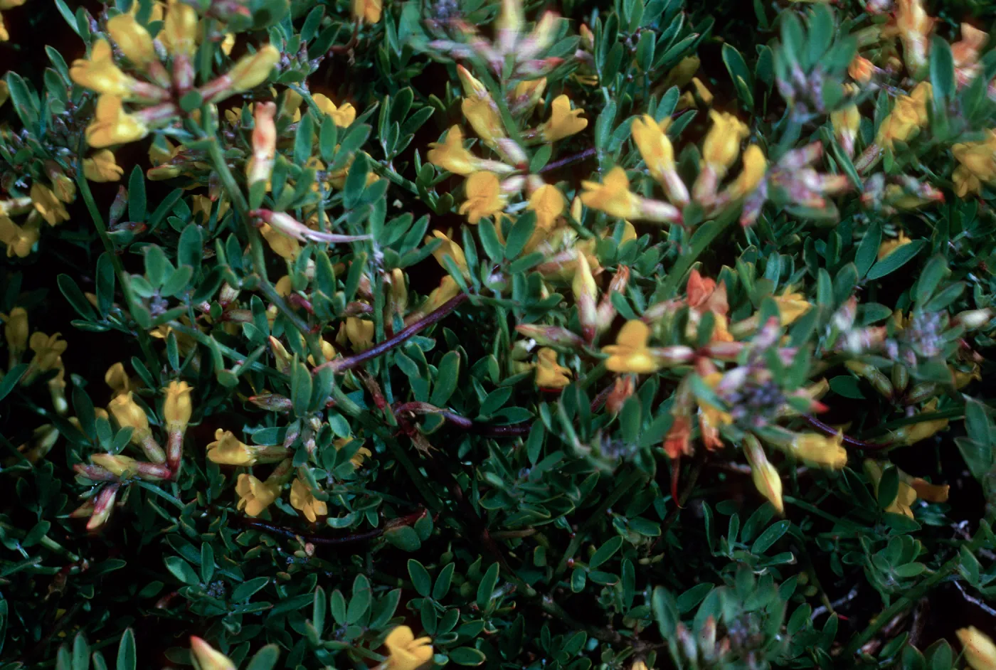 San Clemente Island, Lotus dendroideus traskiae