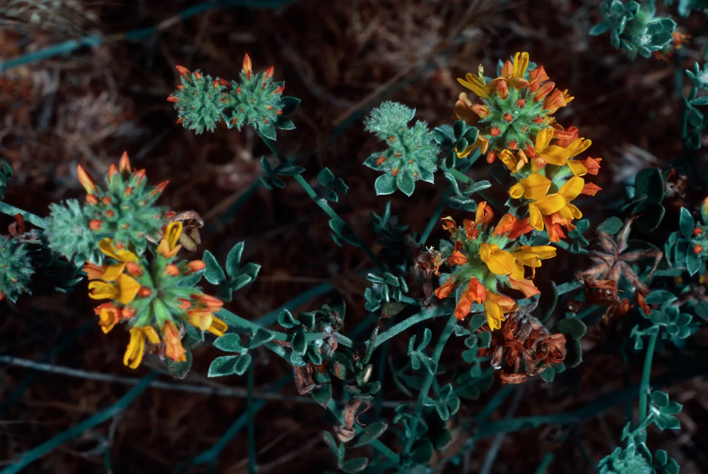 San Clemente Island, coastal floats west side, Lotus argophyllus ornithopus