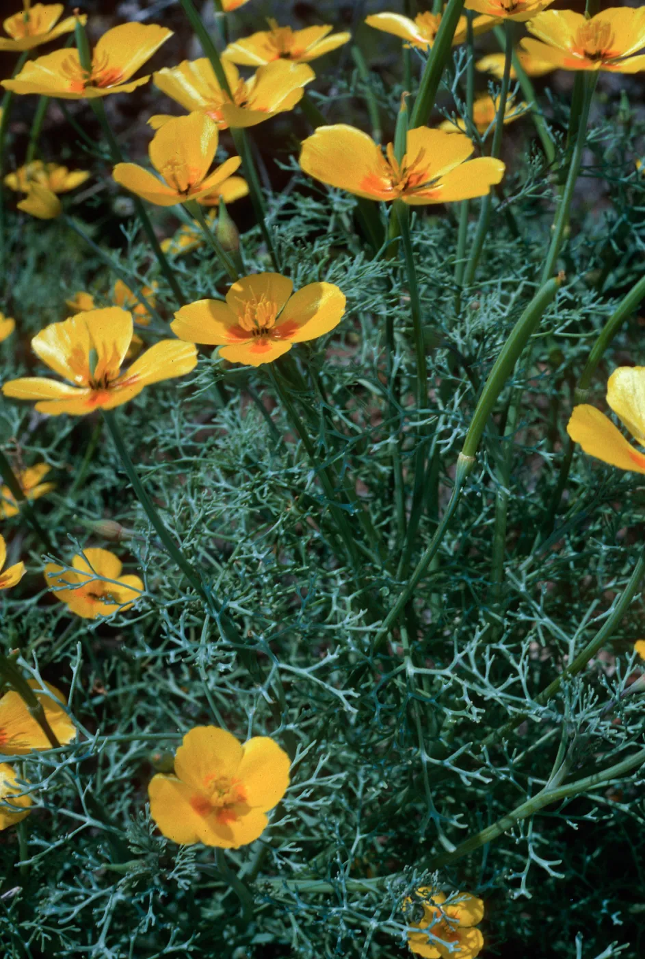 San Clemente Island--base of Eel Point grade--Eschscholzia ramosa