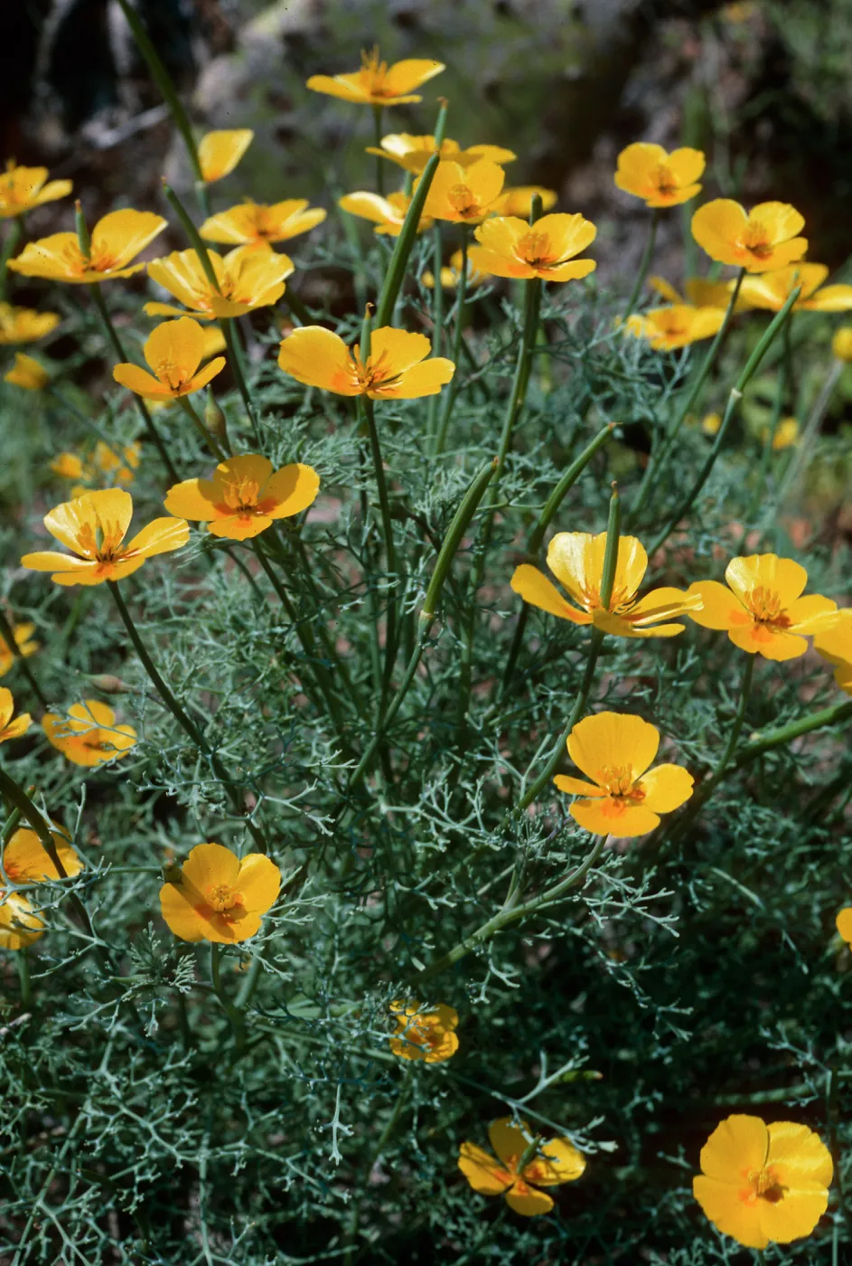 San Clemente Island--base of Eel Point grade--Eschscholzia ramos