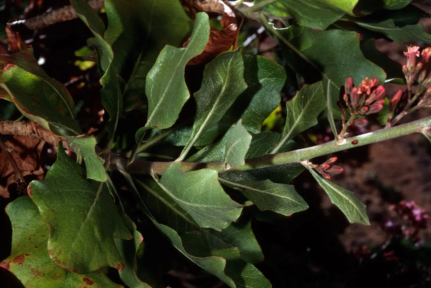 San Clemente Island, Eagle Canyon--Munzothamnus blairii
