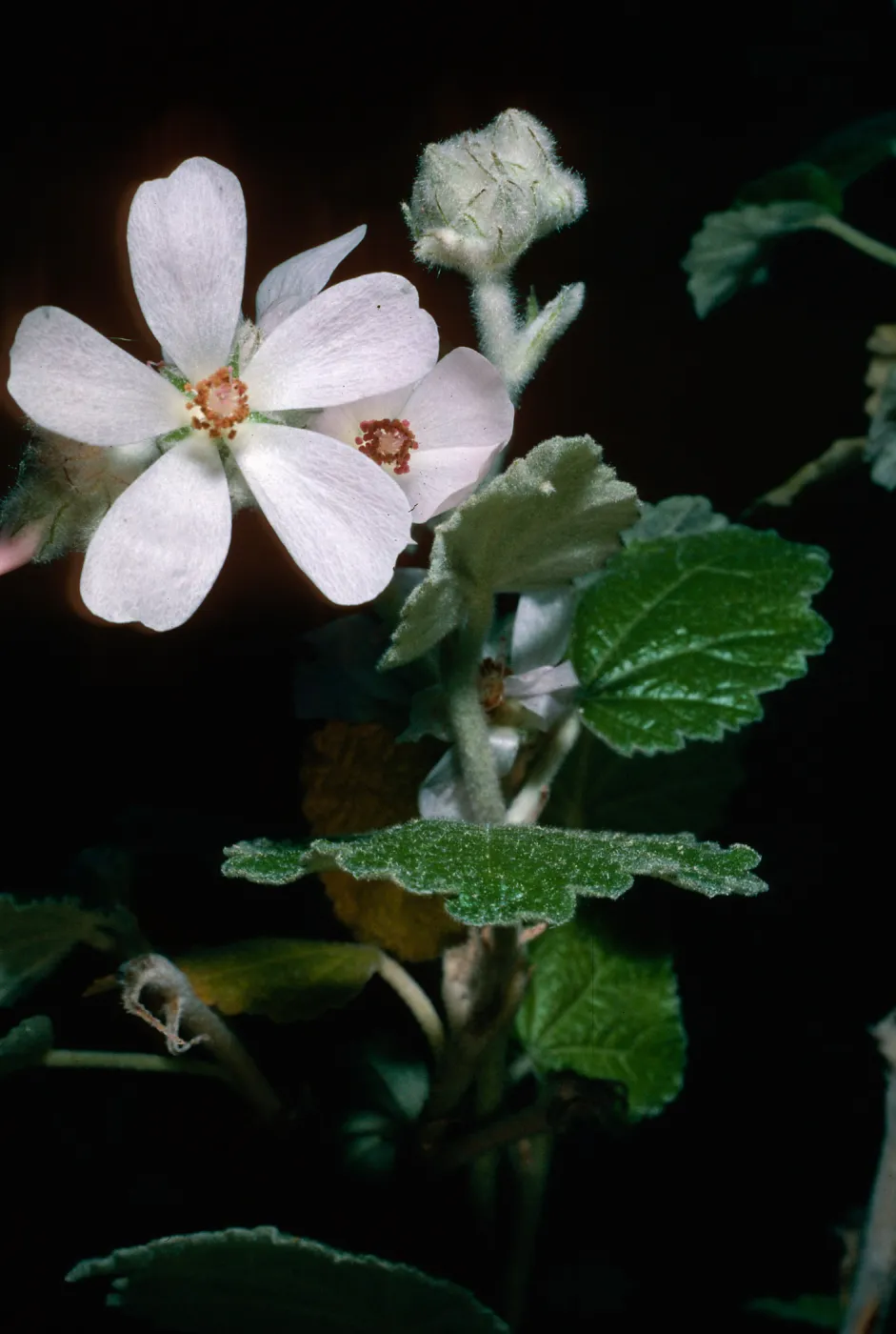 Malacothamnus clementinus