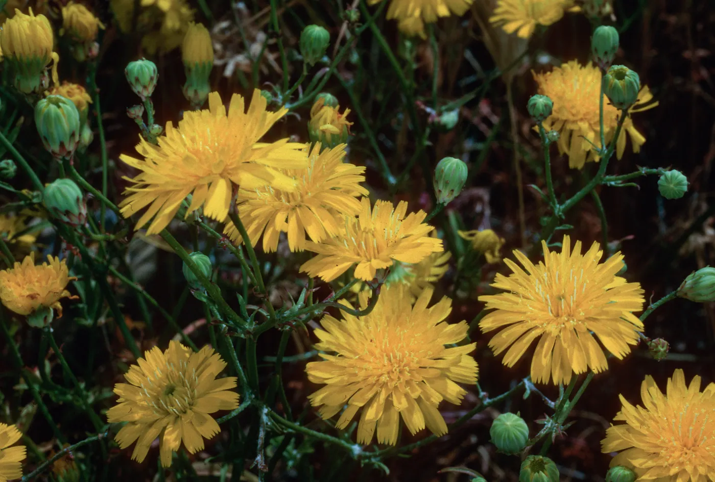 San Clemente Island--base of Eel Point grade--Malacothrix foliosa