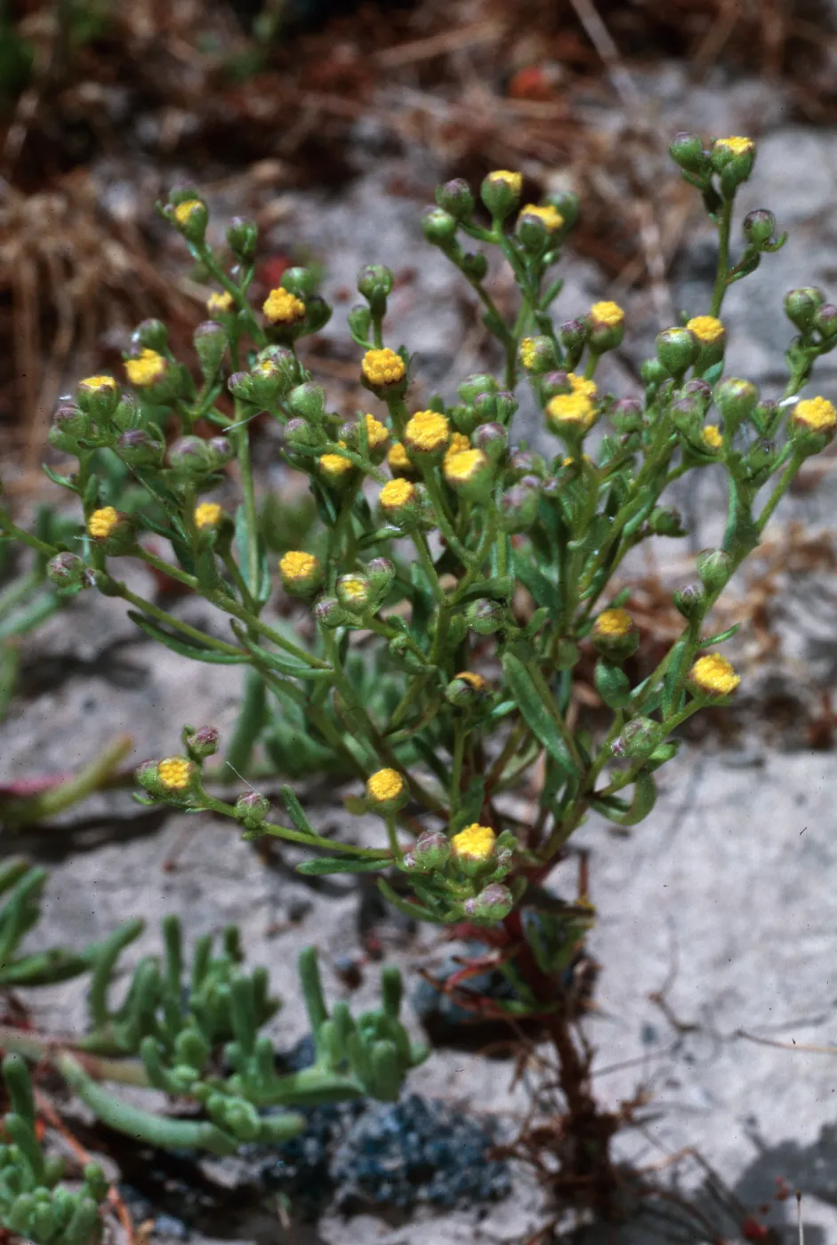 San Clemente Island, Malacothrix foliosa, SCI-238