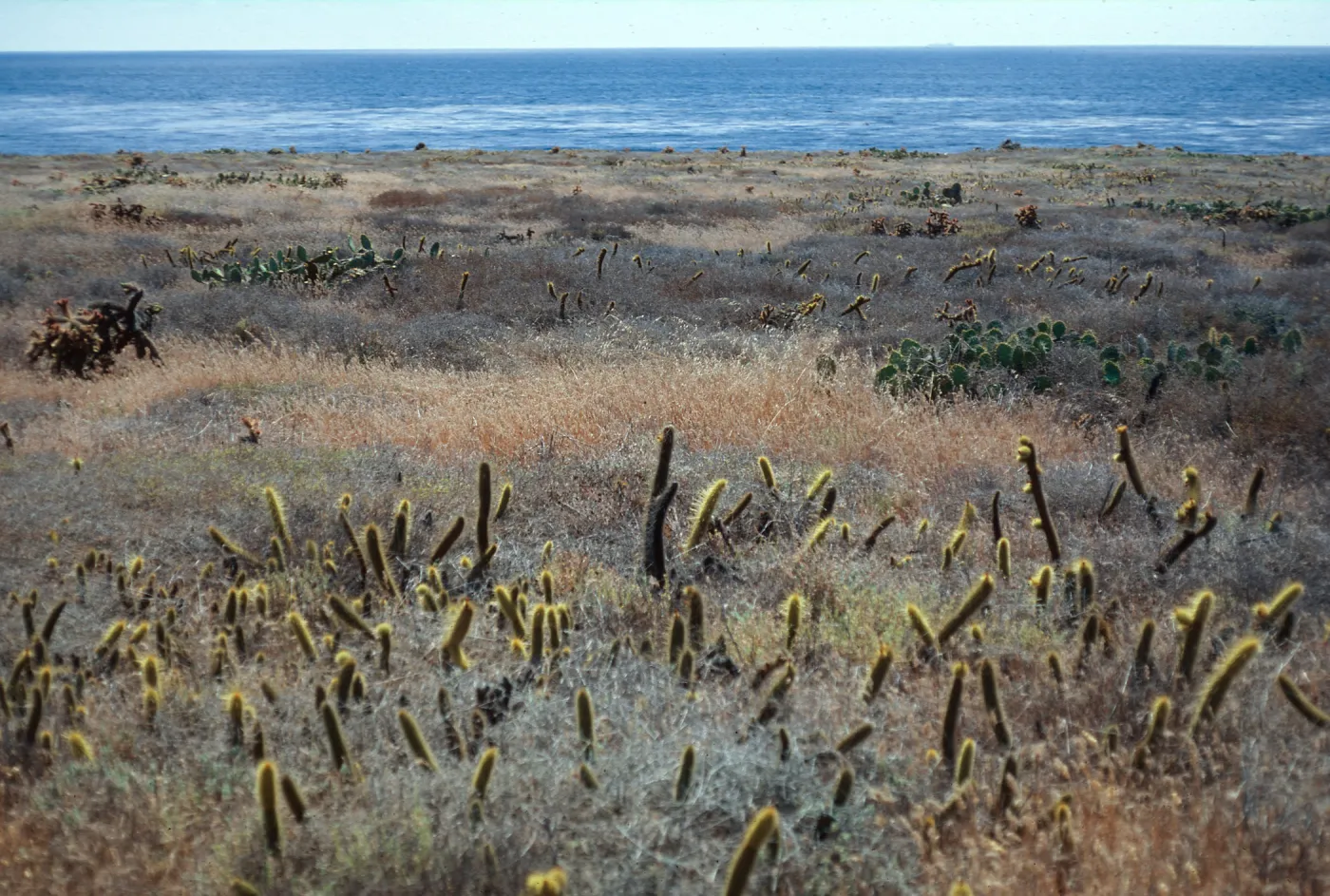  San Clemente Island, coastal terrace, W side