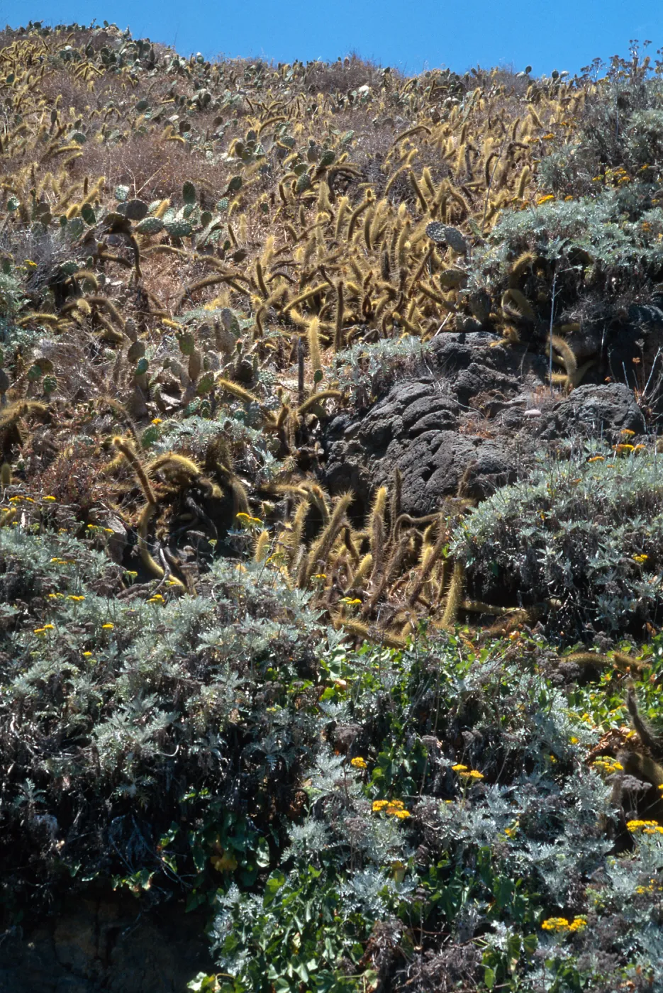 San Clemente Island, beach between Randall & Chamish Cyns., bluff vegetation