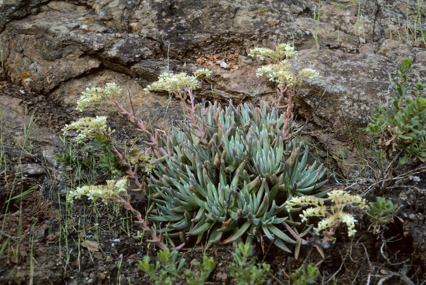 Santa Catalina Island, Dudleya hassei