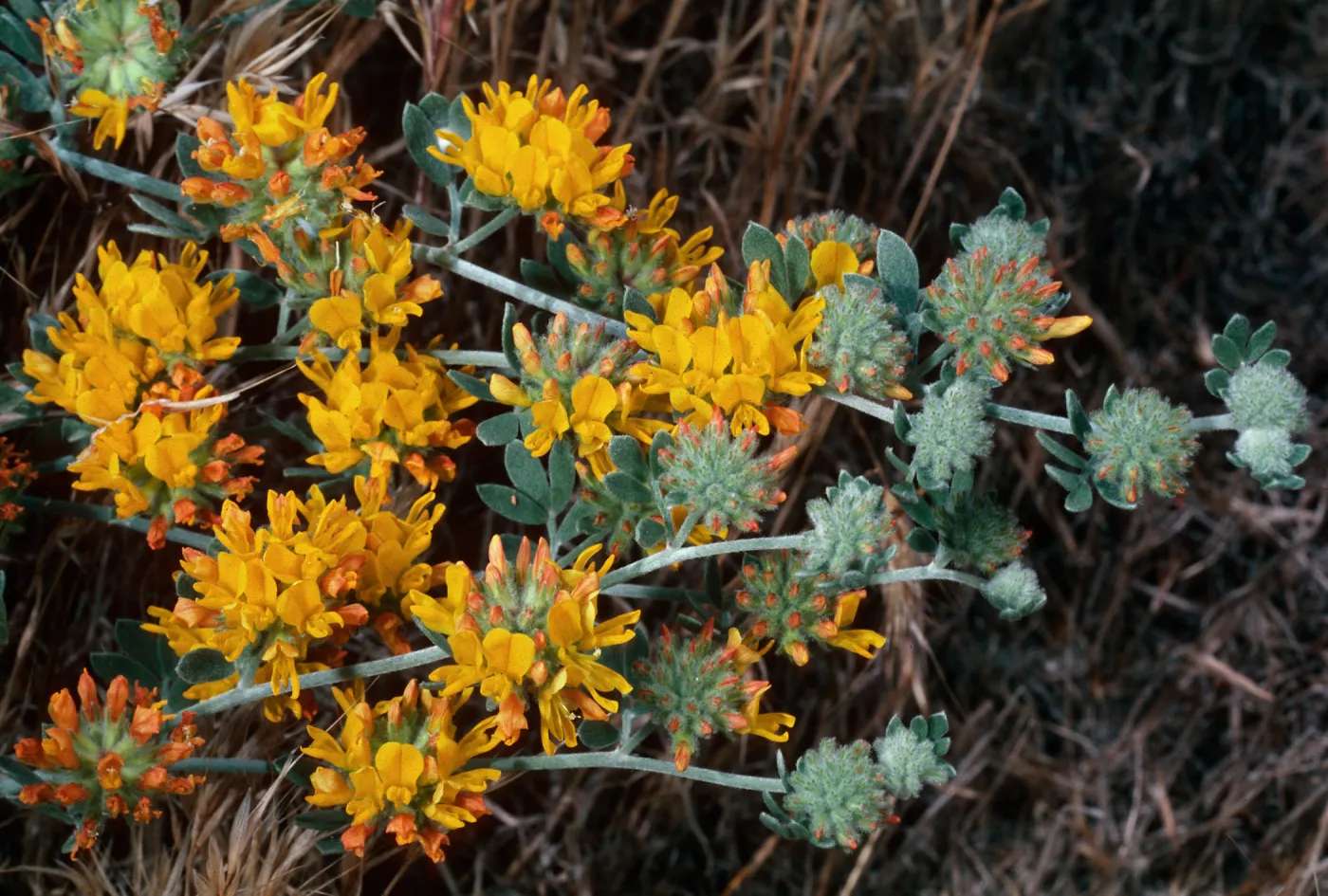 Santa Barbara Island, Graveyard Cyn, main fork, Lotus argophyllus ornithopus