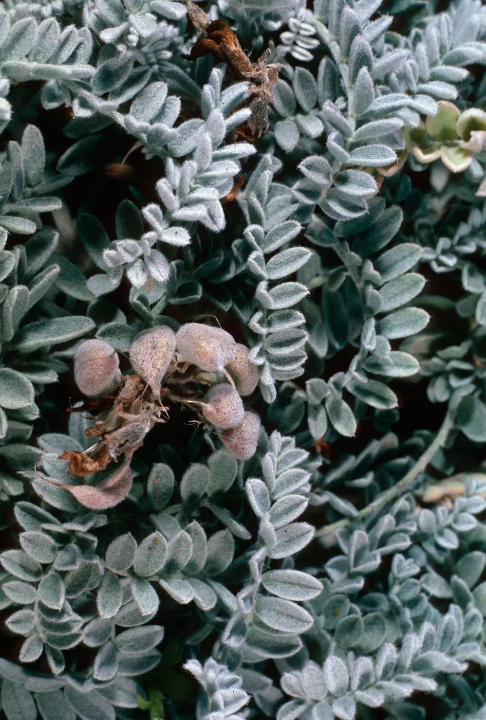 Santa Barbara Island, Arch Point trail, Astragalus traskiae