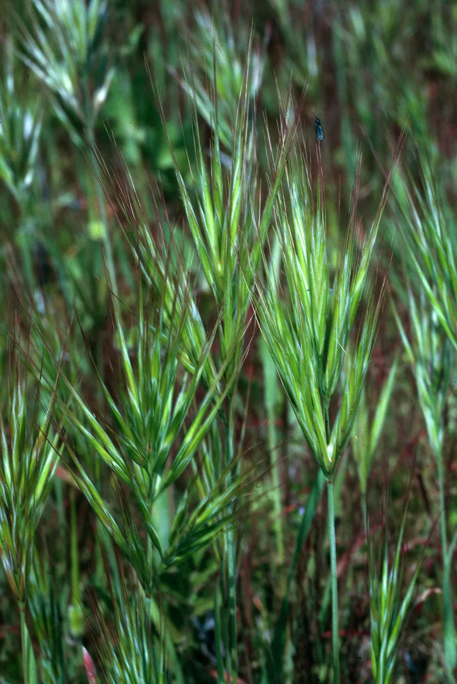 Santa Barbara Island, Cave Cyn, Bromus rubens
