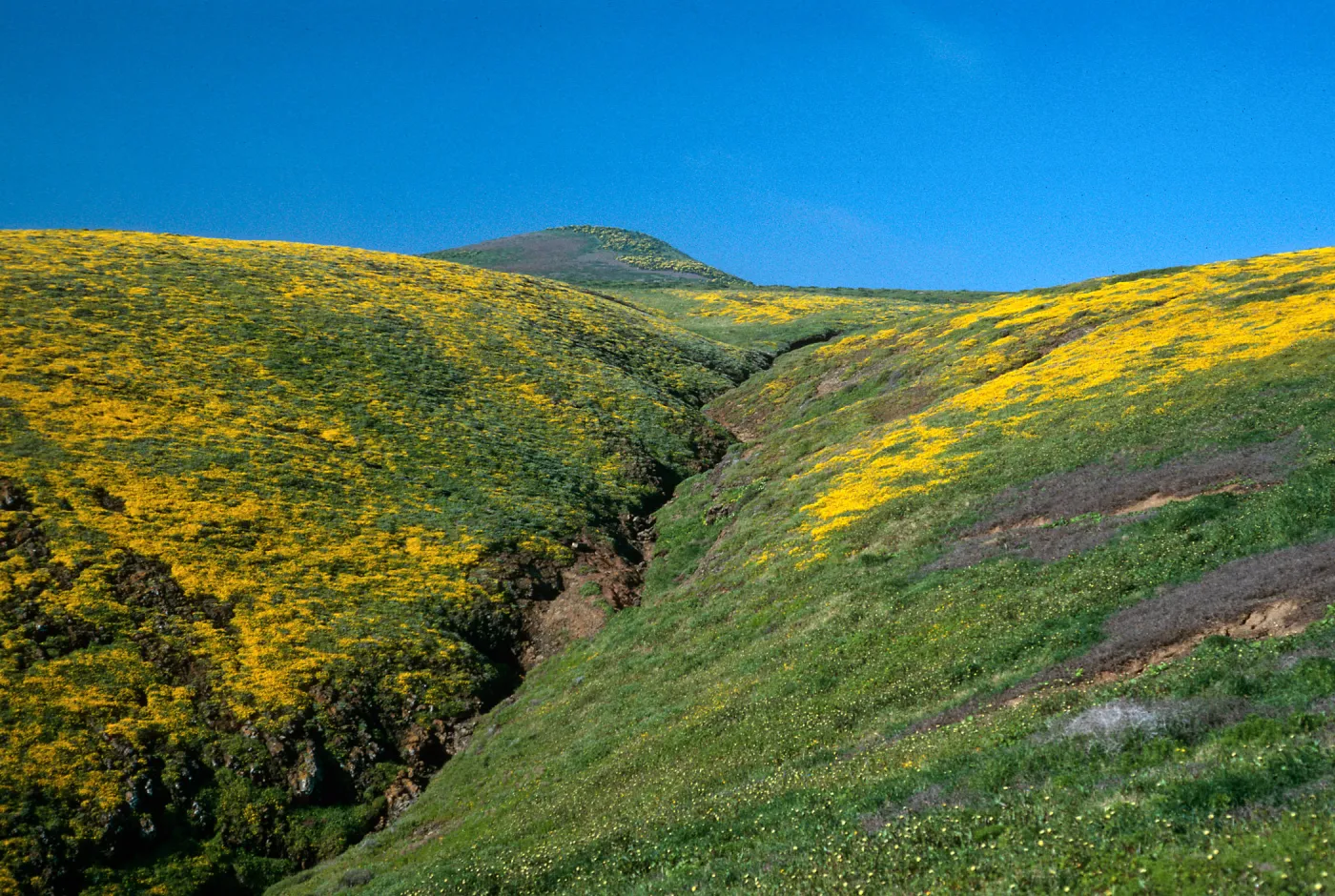 Santa Barbara Island, Cliff Cyn, Lasthenia