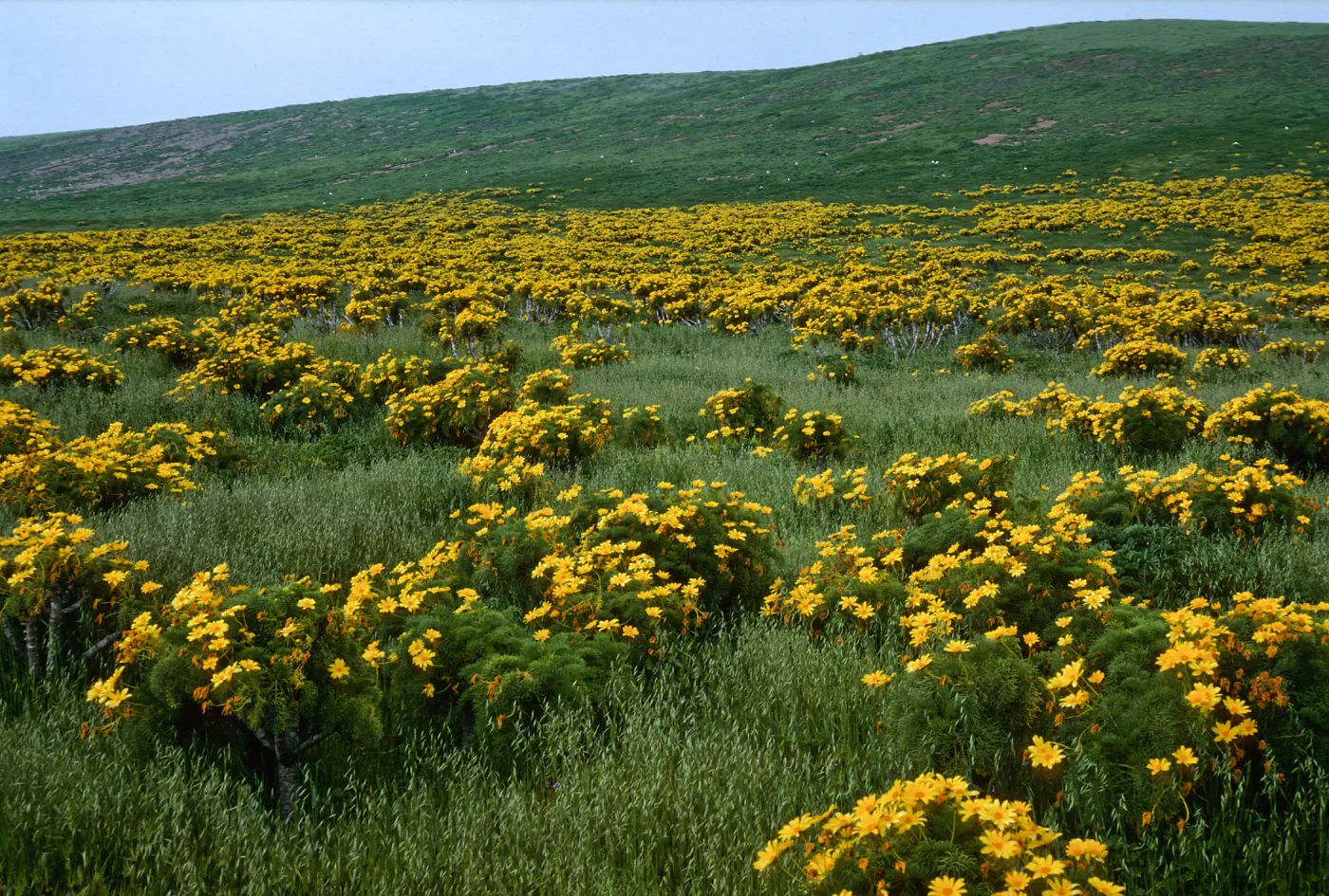 Santa Barbara Island, head of Graveyeard Cyn, Coreopsis