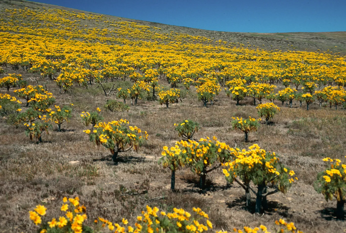 Santa Barbara Island, head of Graveyeard Cyn, Coreopsis
