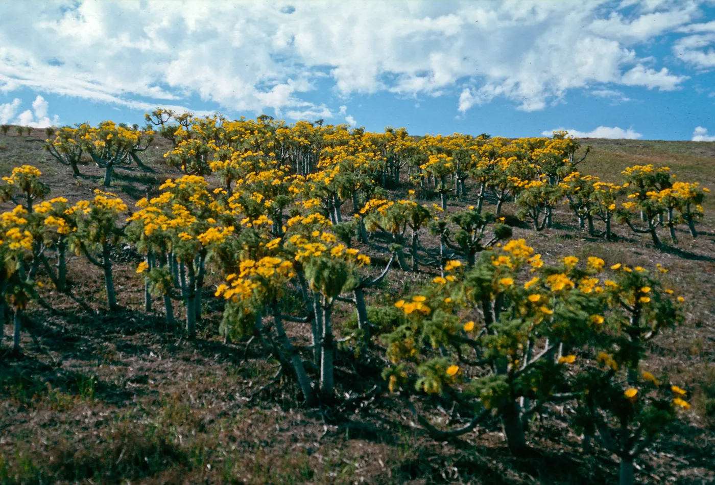 Santa Barbara Island, north peak, Coreopsis