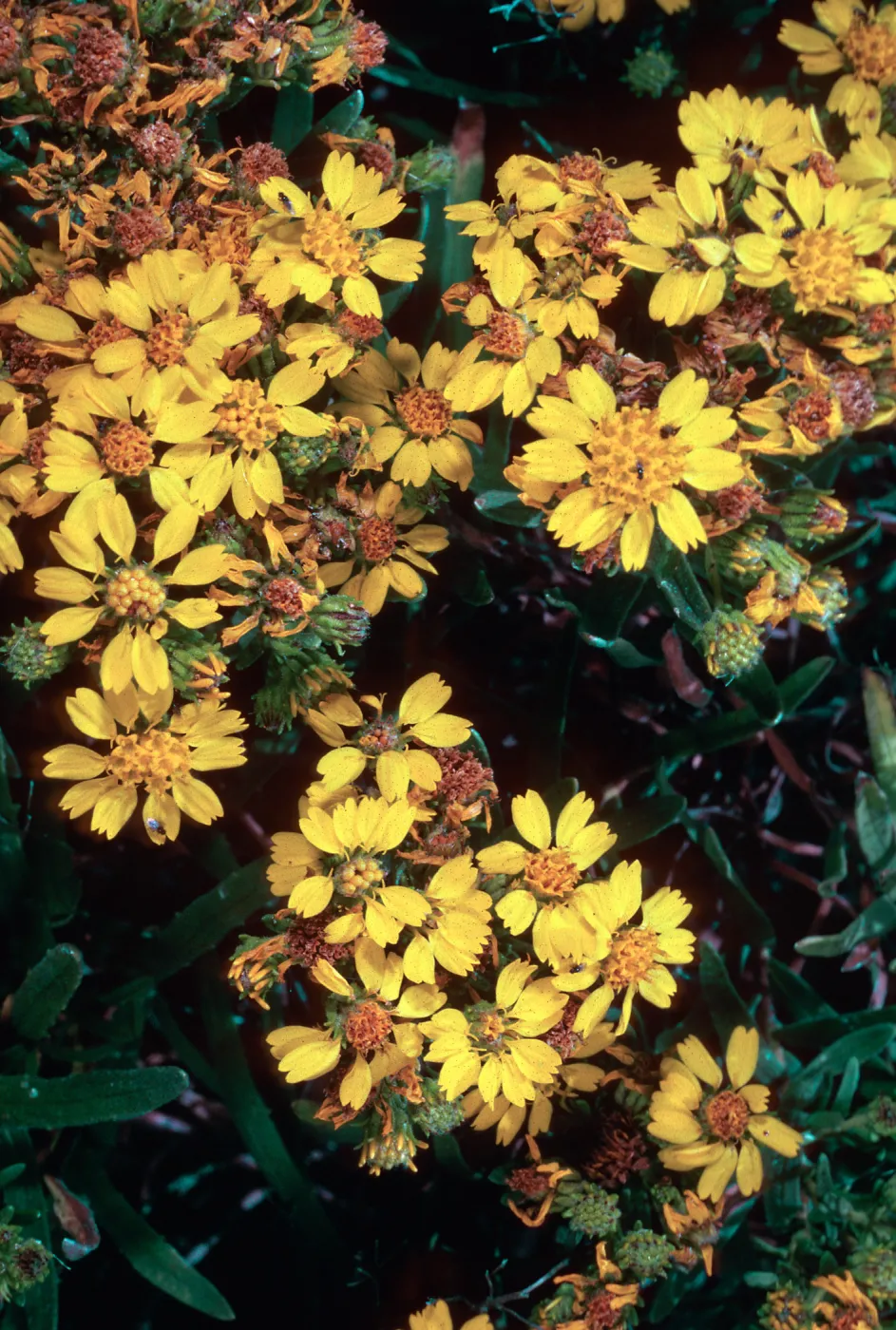 Santa Barbara Island, Graveyeard Cyn, Hemizonia clementina