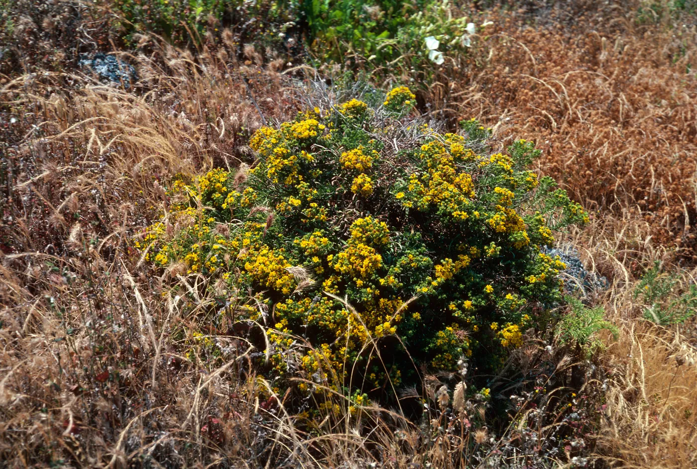 Santa Barbara Island, Graveyeard Cyn, Hemizonia clementina