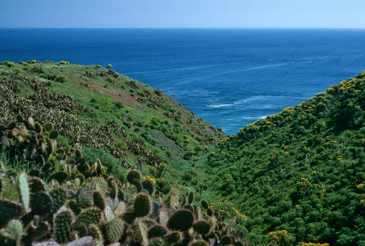 Santa Barbara Island, Cave Cyn.