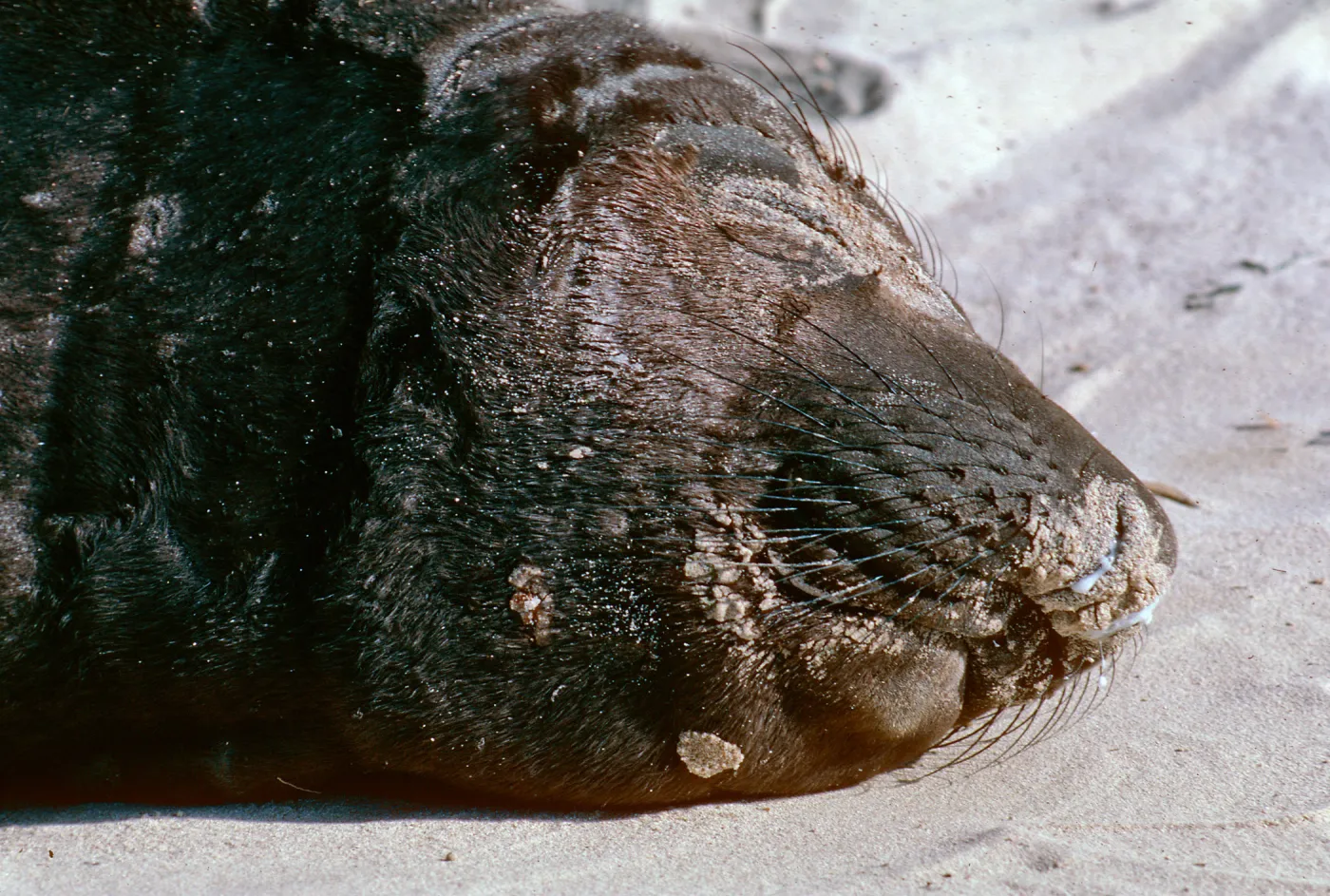 San Miguel Island, Elephant seal