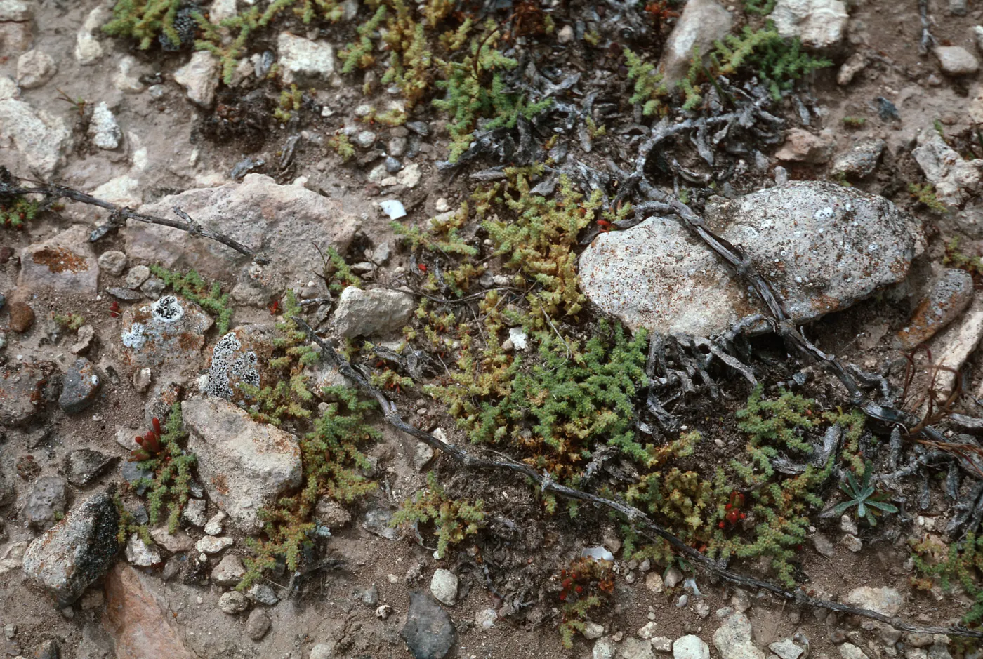 Herniaria cinerea, San Miguel Island, W of San Miguel Peak