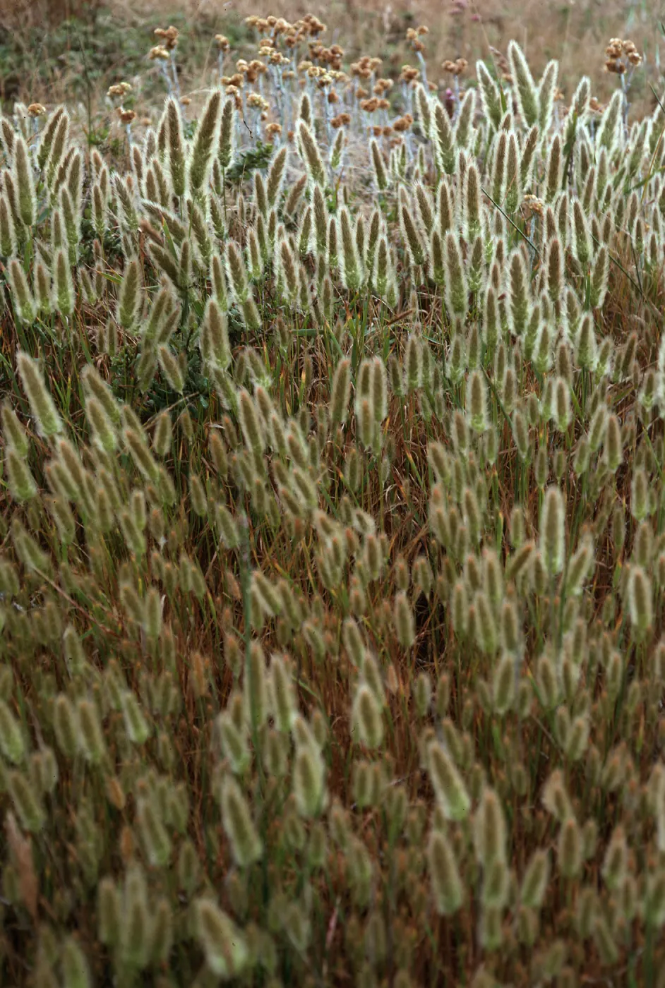 Polypogon monspeliensis, San Miguel Island
