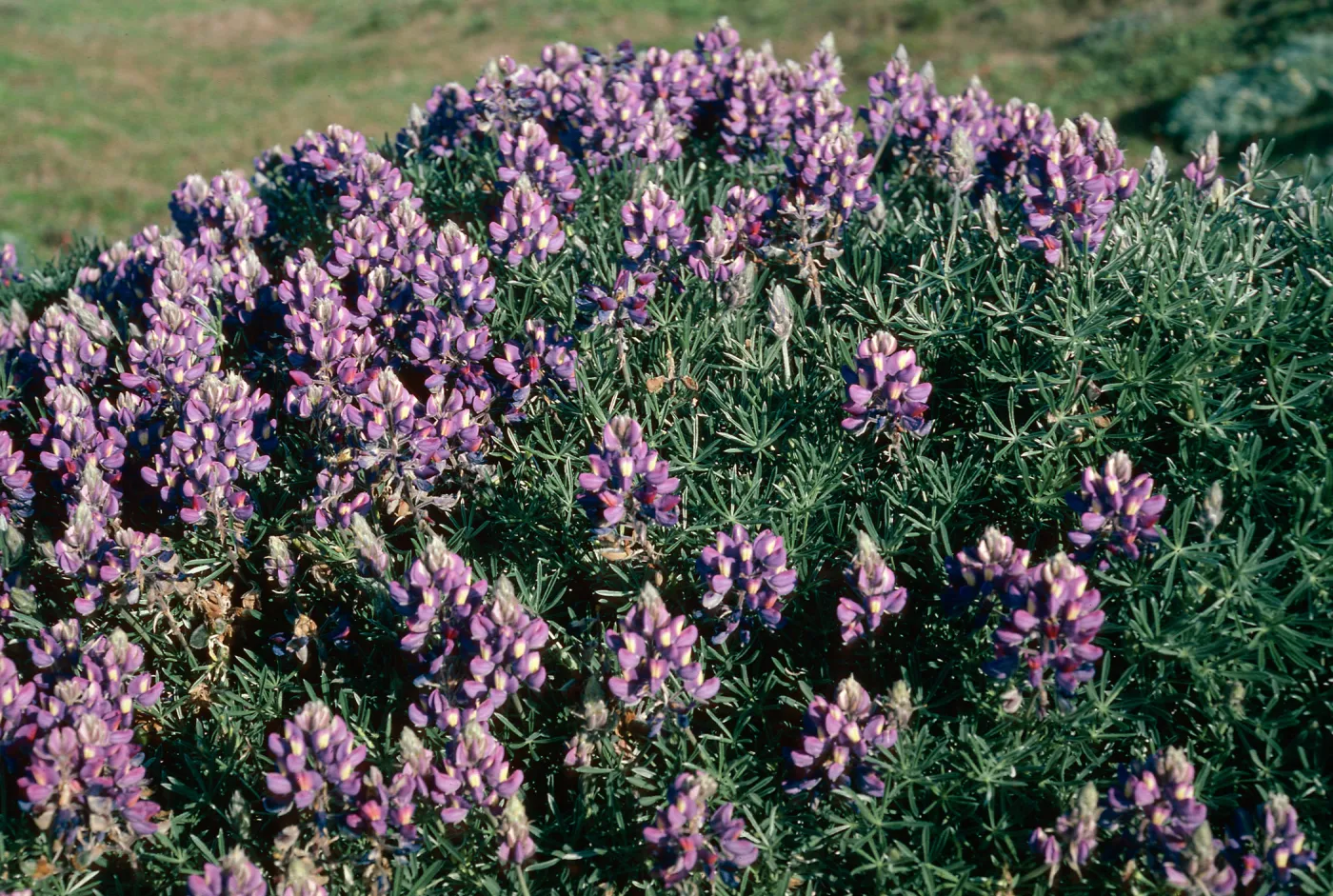 Lupinus (Lupine), San Miguel Island, near Dry Lake