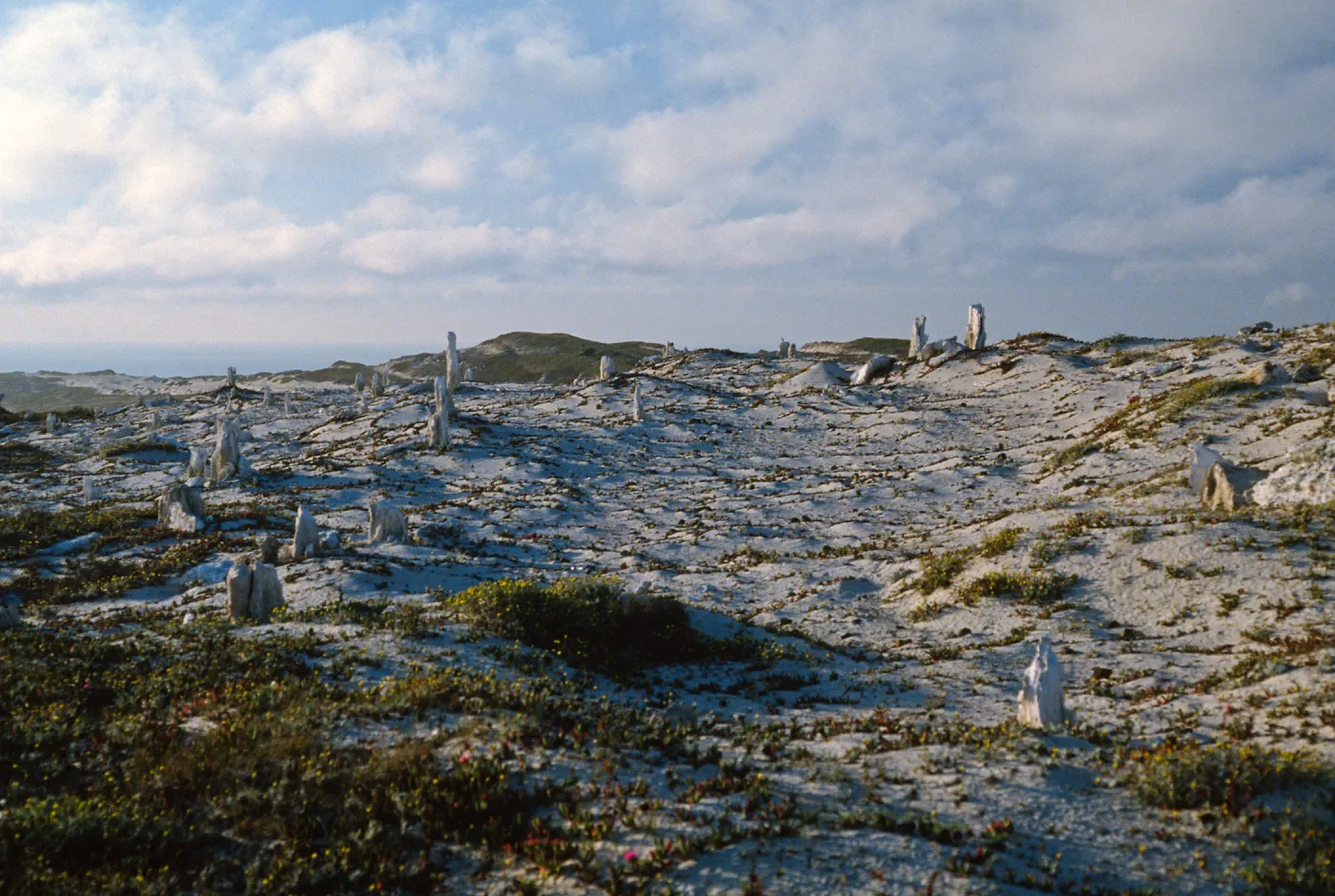Caliche forest, San Miguel Island, late afternoon