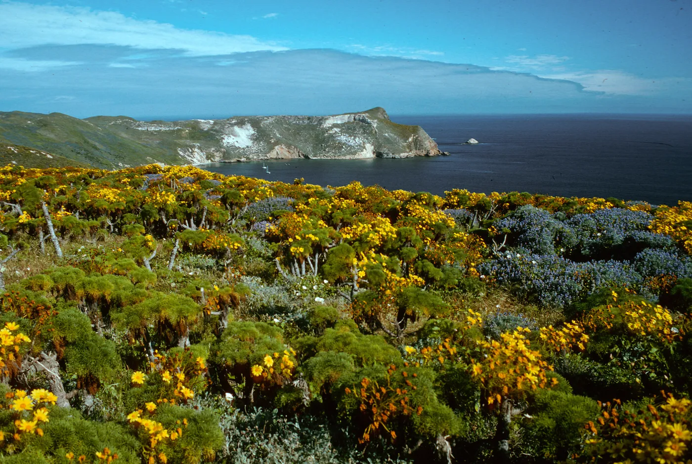 Coreopsis, Lupinus albifrons, Cuyler Harbor from Cabrillo Monument, San Miguel Island