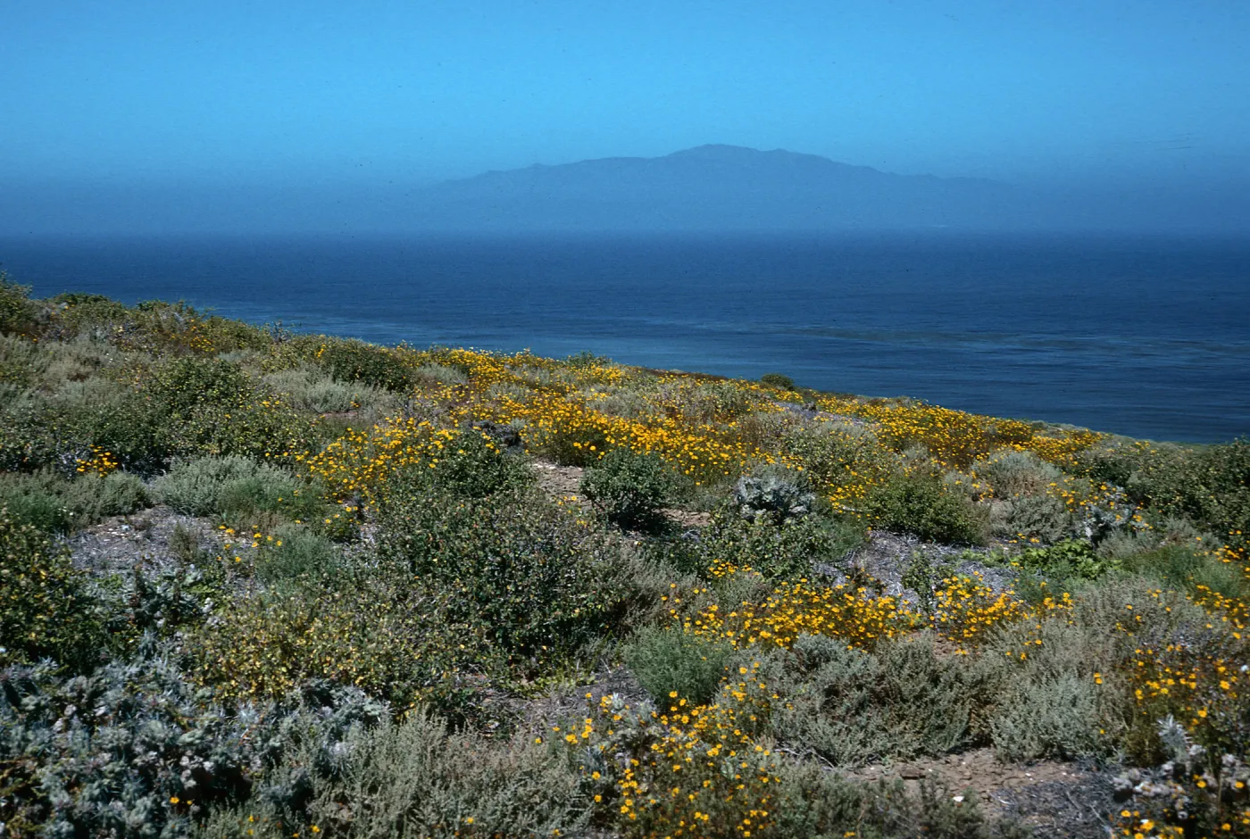 Coreocarpus, Natividad Island, NE end of island, Cedros in distance