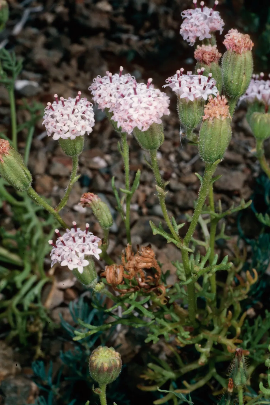 Chaenactis lacera, Natividad Island