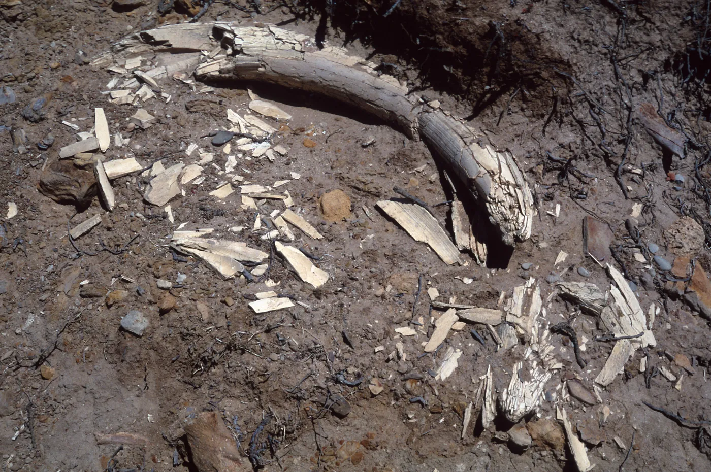 Mammoth tusk, Santa Rosa Island