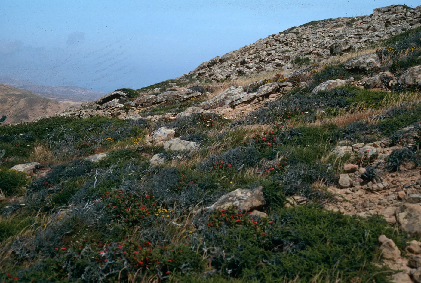 Adenostoma chaparral, South Point Road, Santa Rosa Island