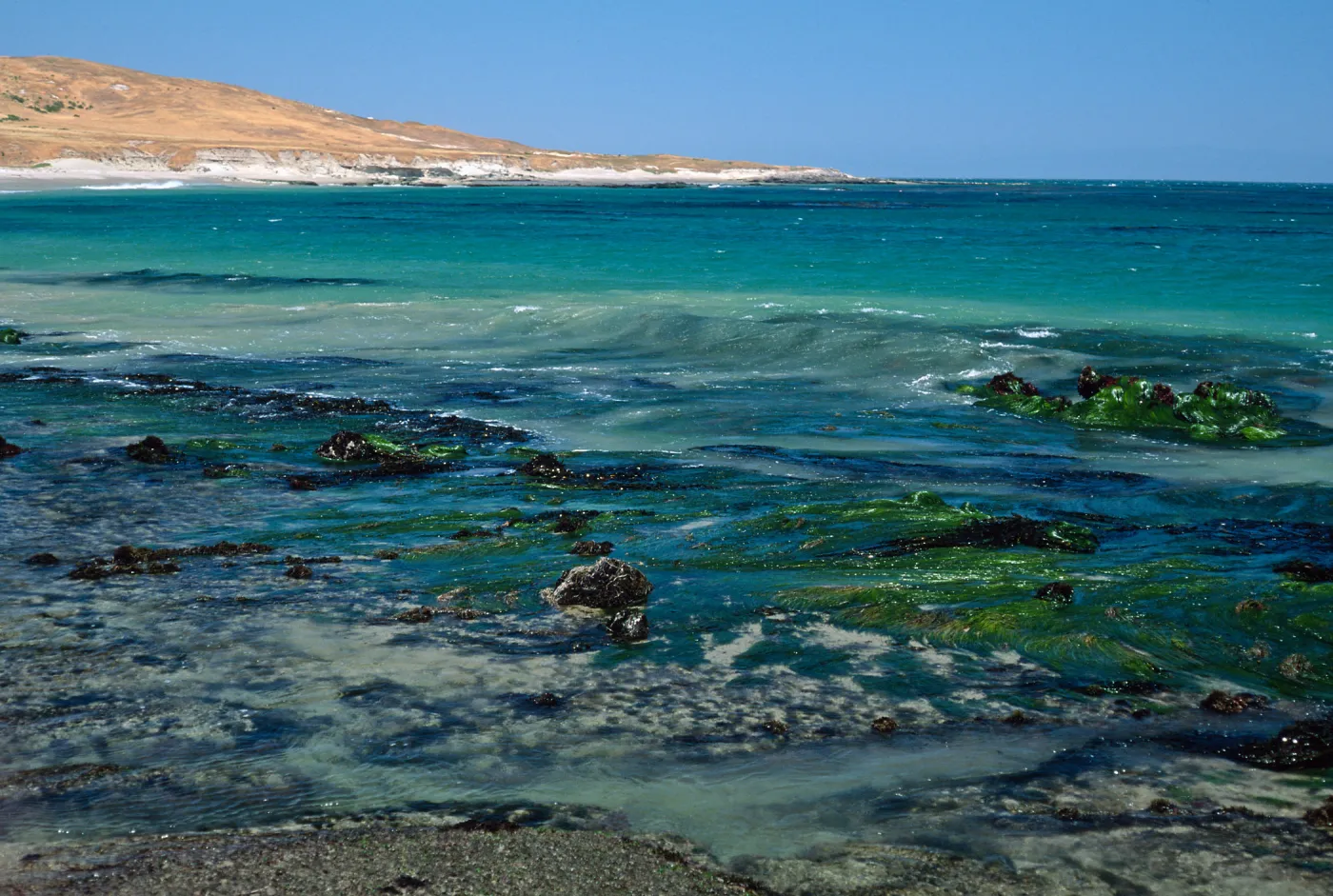 tide pools near East Point, Santa Rosa Island