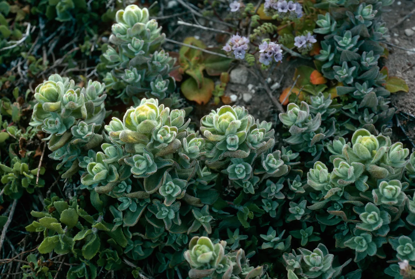 Castilleja mollis, Carrington Point, Santa Rosa Island