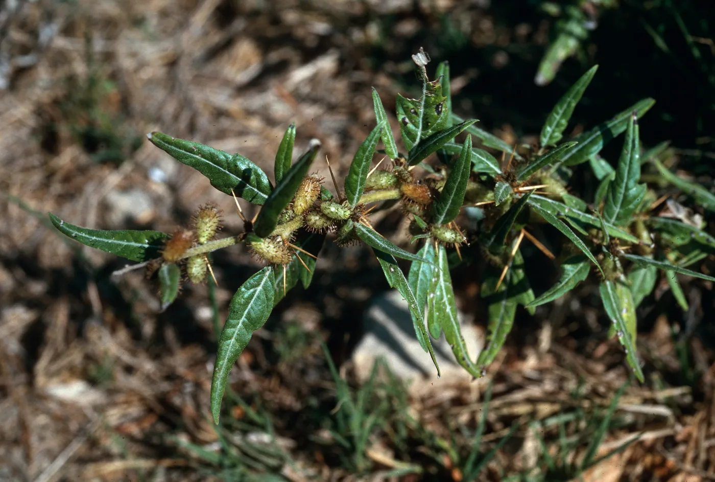 Xanthium spinosum, Lobo Canyon, Santa Rosa Island