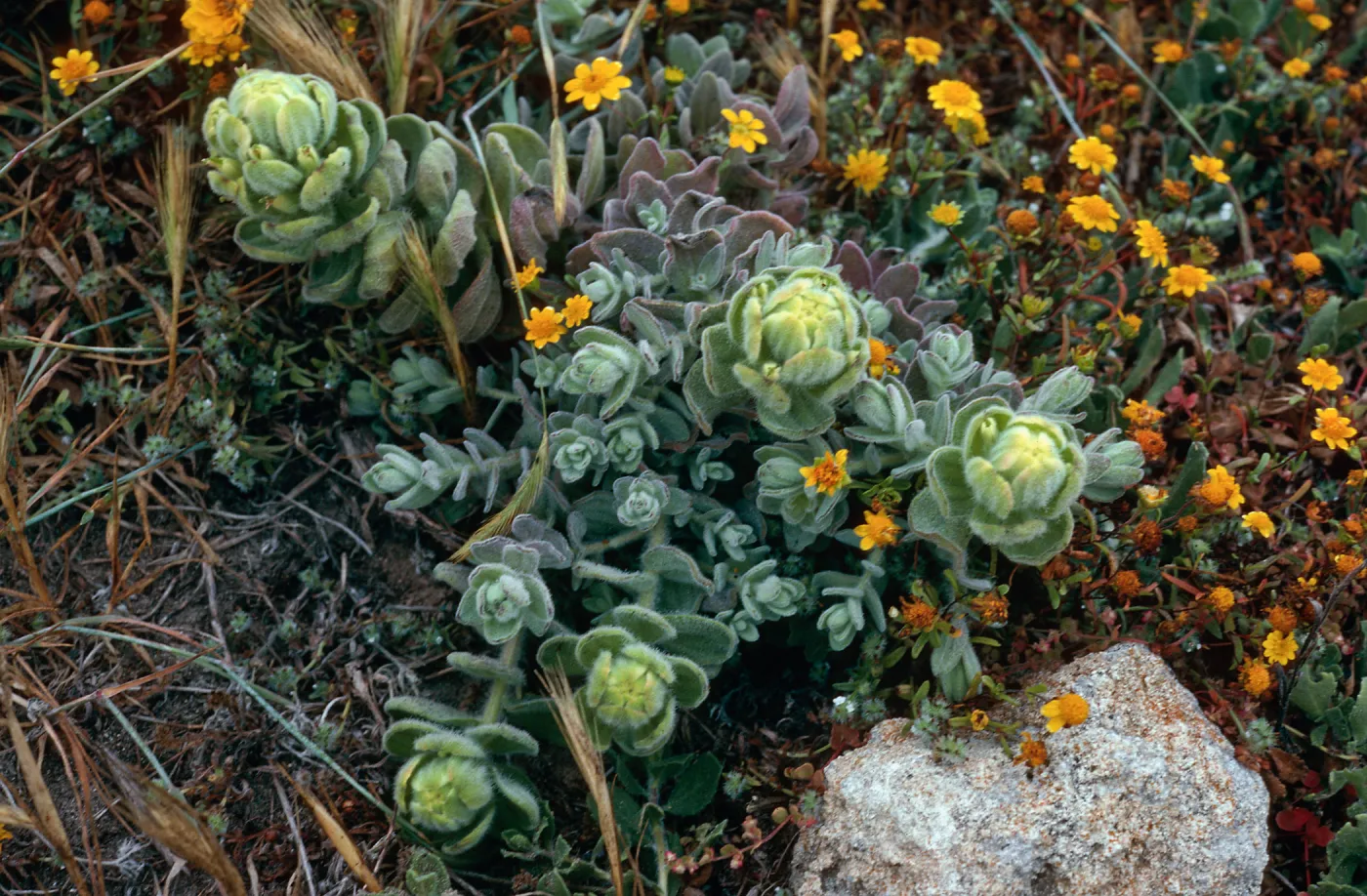 Castilleja mollis, West side of Carrington Point, Santa Rosa Island
