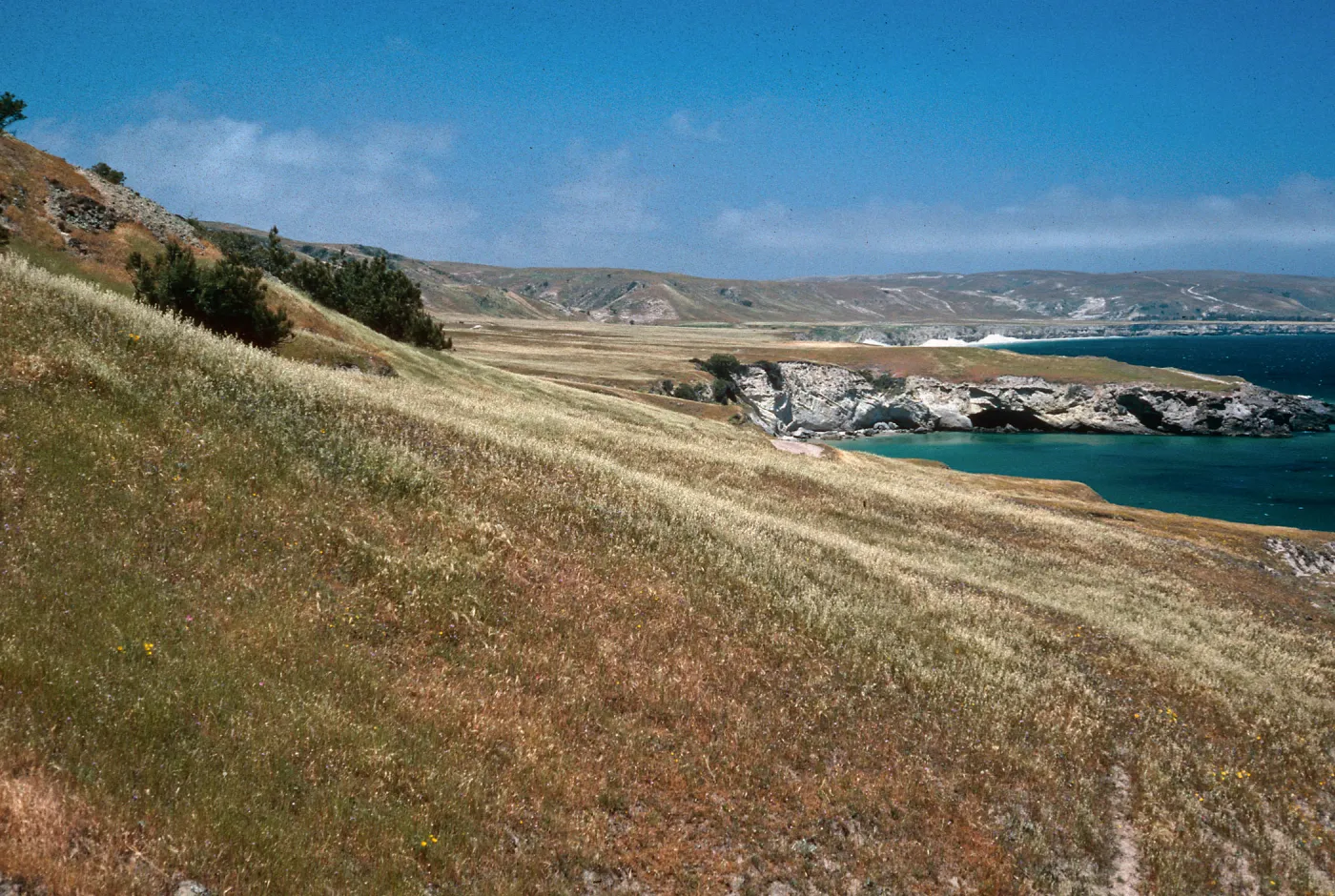 near Torrey Pines, Beechers Bay, Santa Rosa Island