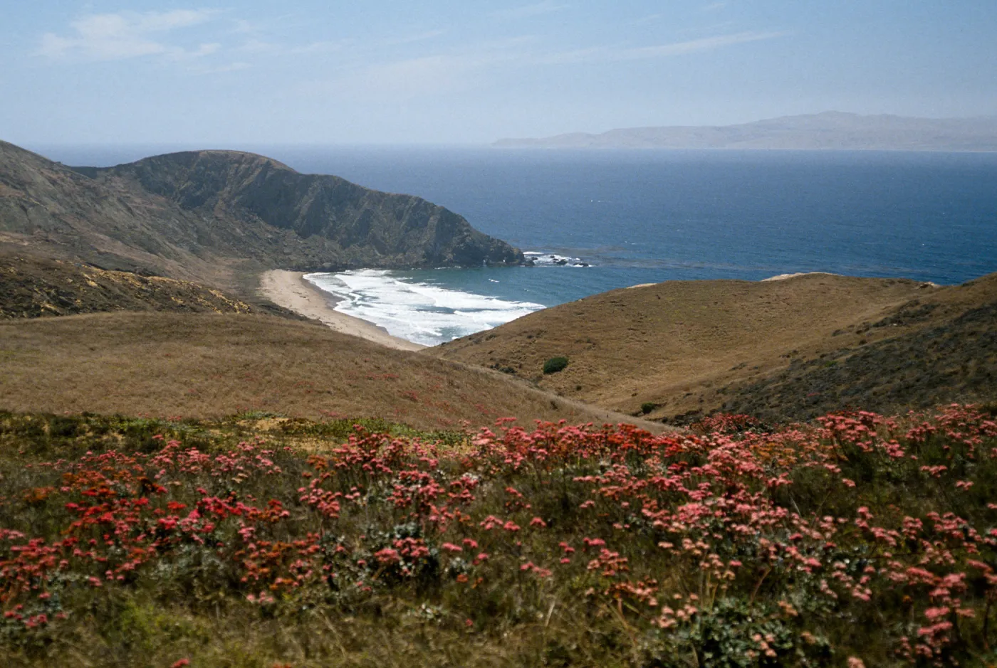Eriogonum grande rubescens, overlooking Sauces Beach, Santa Cruz Island