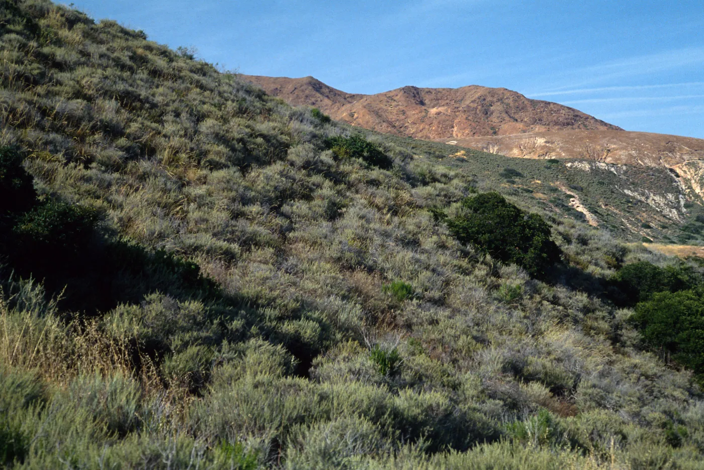 Stipa diegoensis, Coastal Sage Scrub, Loma Pelona, Santa Cruz Island