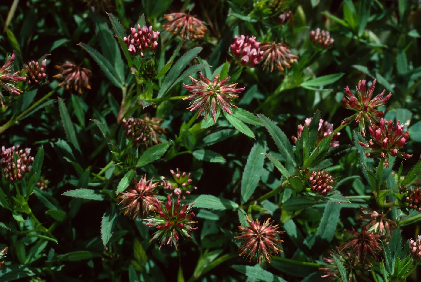 Trifolium palmeri, West Summit Peak, West Anacapa Island