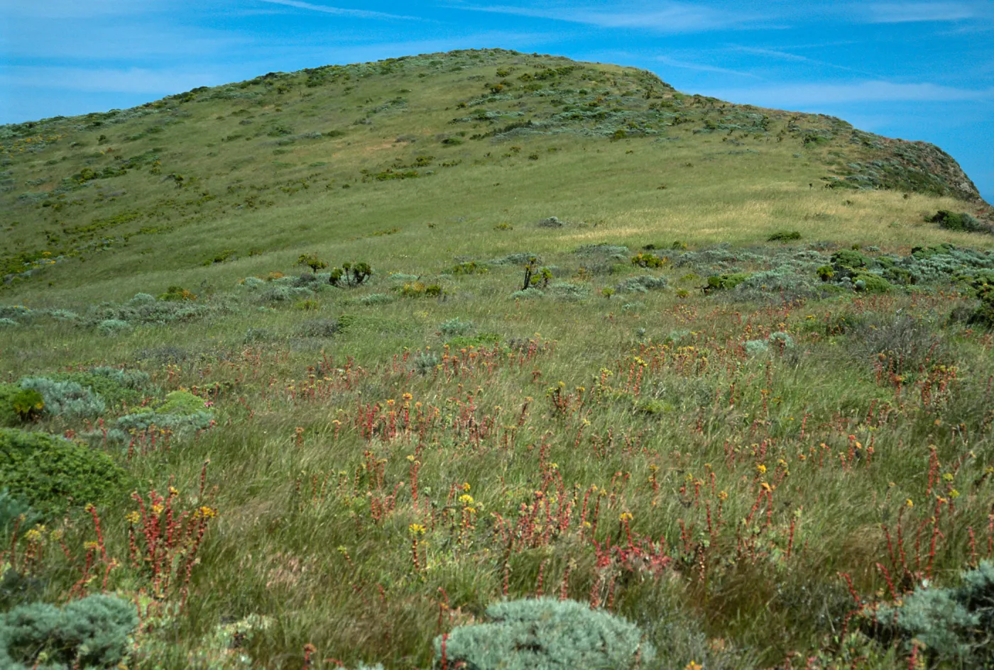 terrace above head of Cherry Canyon, looking East, West Anacapa Island