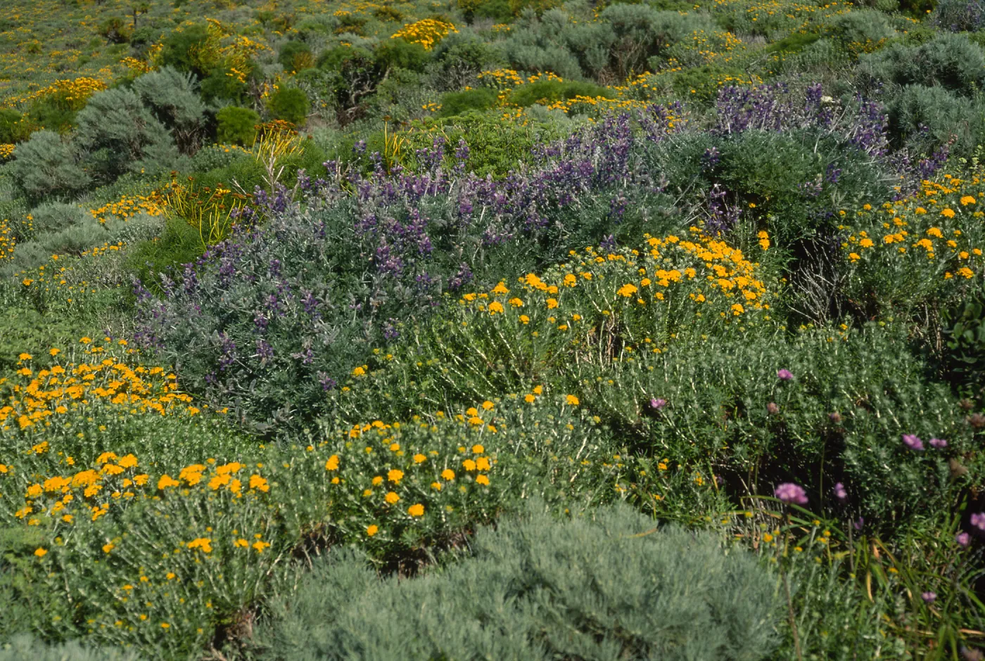 Coreopsis, Eriophyllum, Lupinus albifrons, Dichelostemma, ridgetop, East of Summit Peak, West Anacapa Island