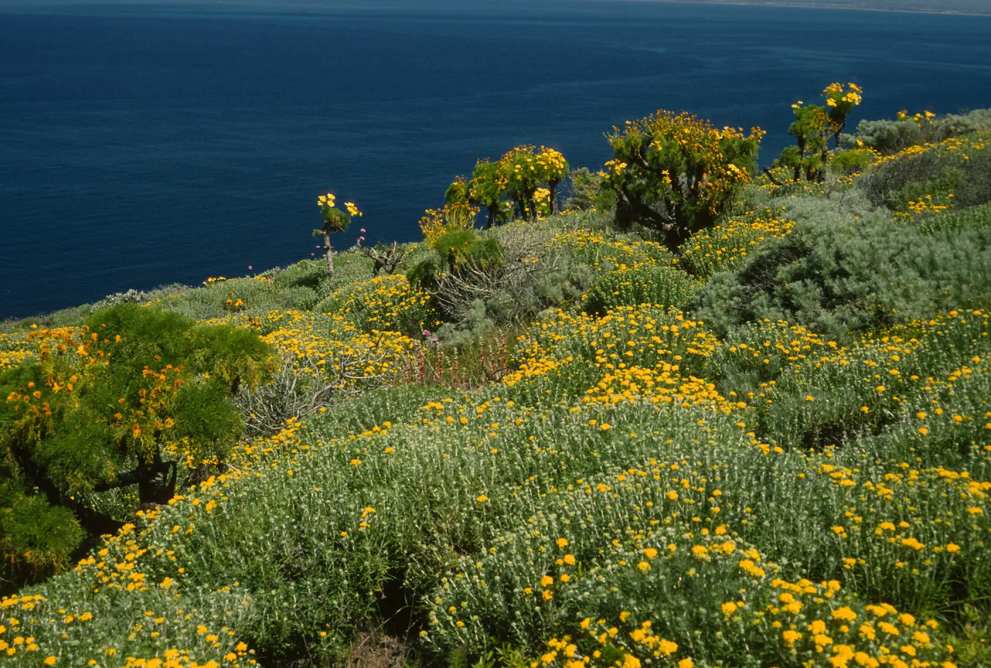 Eriophyllum, Coreopsis, Western flanks of Summit Peak, West Anacapa Island