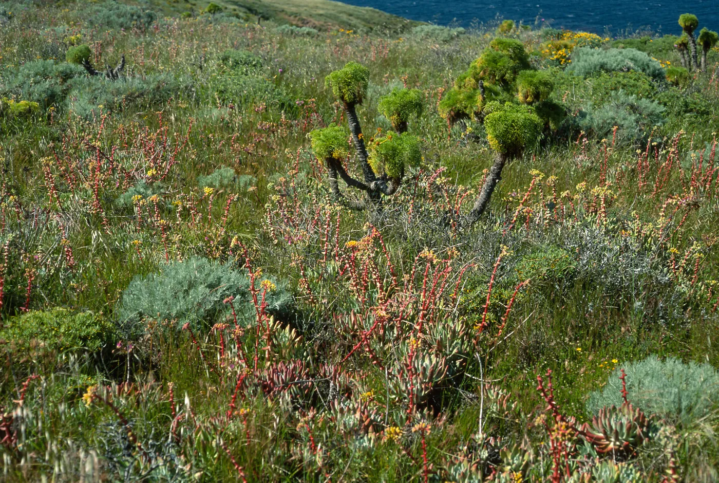 Dudleya, Coreopsis, Artemisia, Eriogonum arborescens, ridge, near head of Cherry Canyon, West Anacapa Island