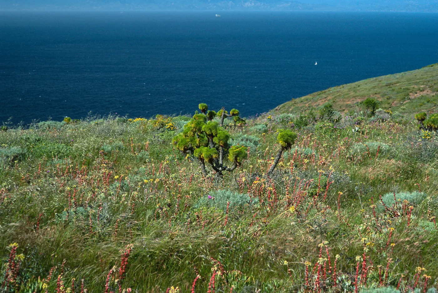 Dudleya (liveforevers), Coreopsis, Artemisia, Dichelostemma, ridgetop, East of Summit Peak, West Anacapa Island
