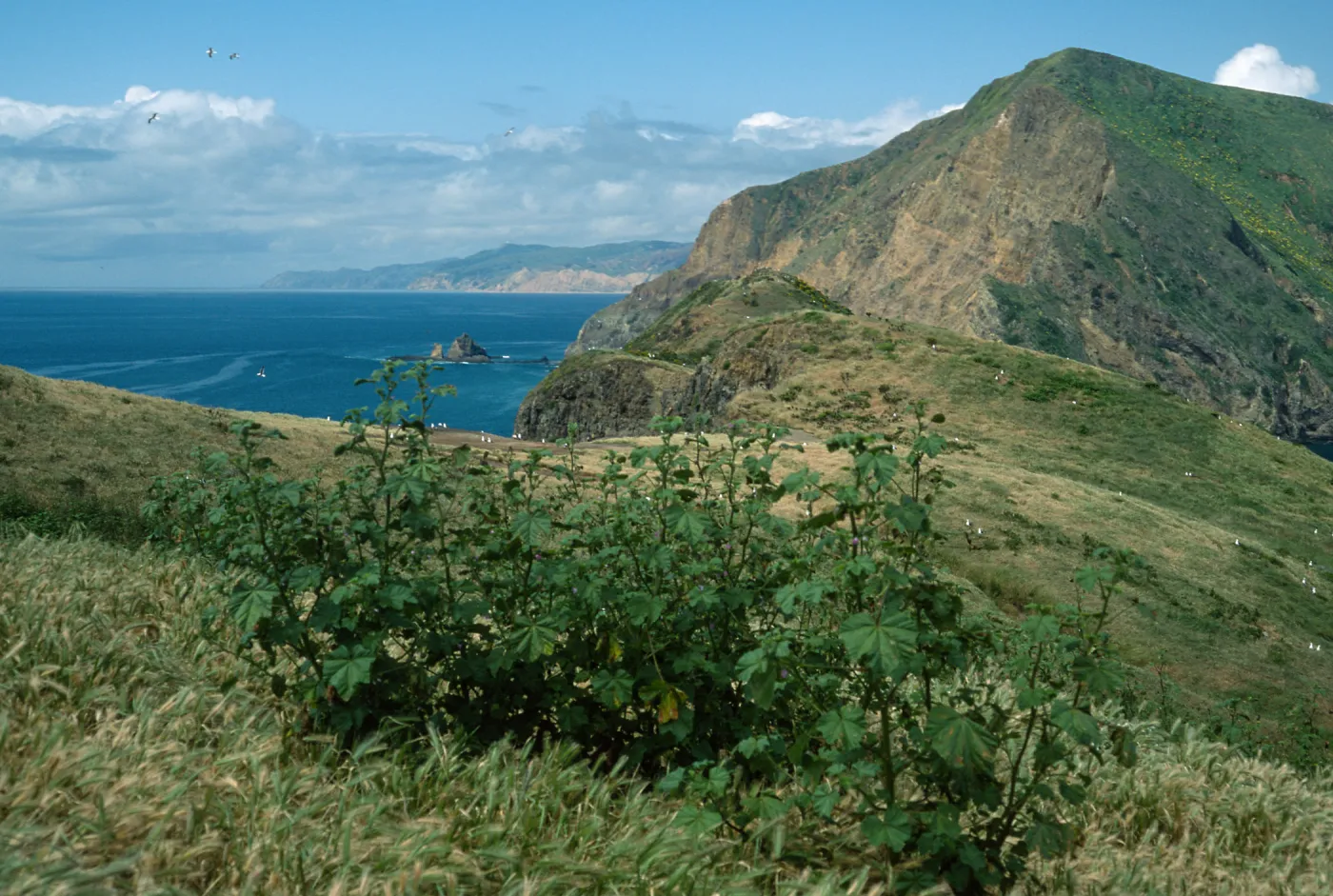 Lavatera cretica, Western portion of Middle Anacapa Island